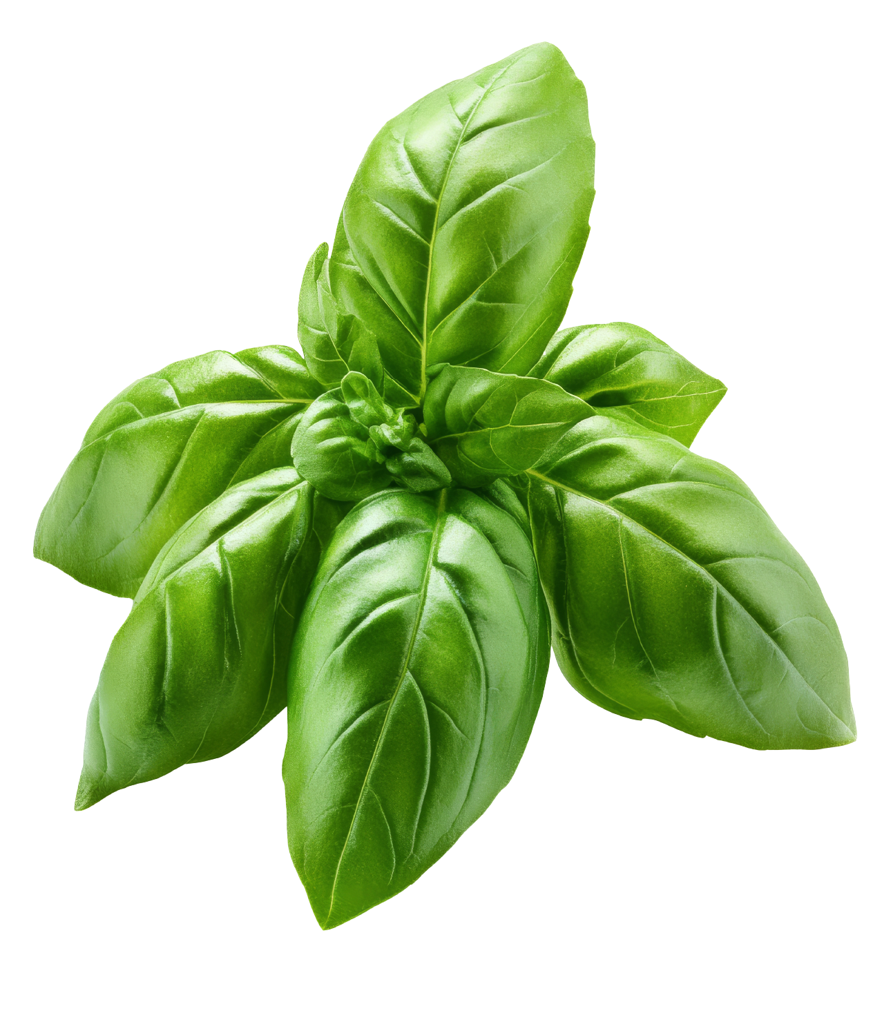 small basil
